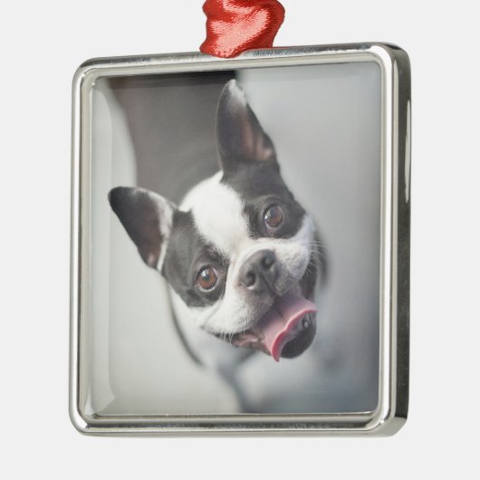 Kutest Baby Animals | Boston Bulldog Smile Metalen Ornament (Links)