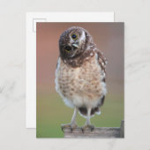 Kutest Baby Animals | Bouw van kippen Briefkaart (Voorkant / Achterkant)