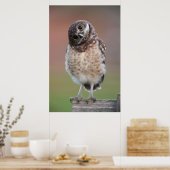 Kutest Baby Animals | Bouw van kippen Poster (Keuken)