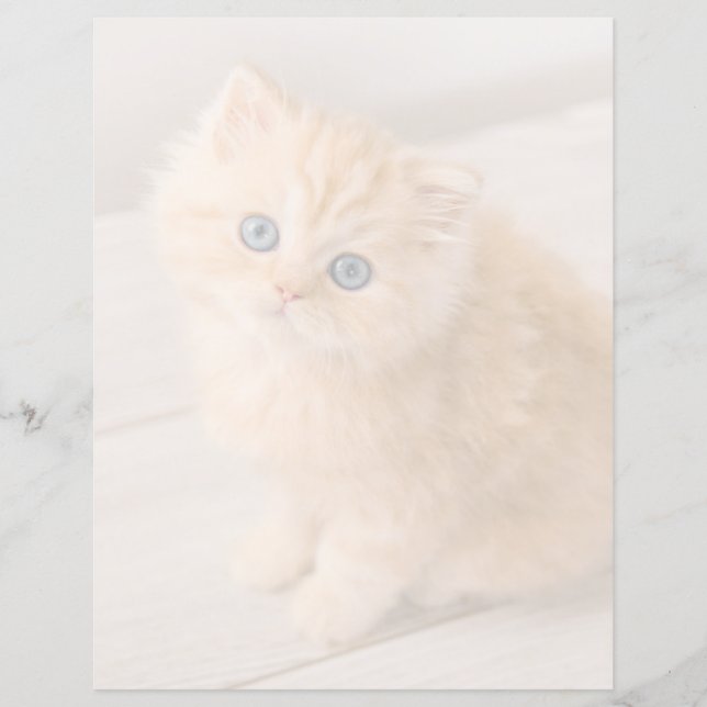 Kutest Baby Animals | British Longhair Kitten (Voorkant)