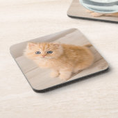 Kutest Baby Animals | British Longhair Kitten Bier Onderzetter (Linkerzijde)