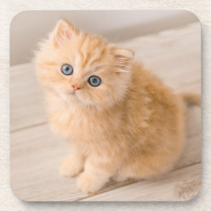 Kutest Baby Animals   British Longhair Kitten Bier Onderzetter
