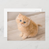 Kutest Baby Animals | British Longhair Kitten Briefkaart (Voorkant / Achterkant)