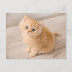 Kutest Baby Animals   British Longhair Kitten Briefkaart