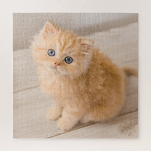 Kutest Baby Animals   British Longhair Kitten Legpuzzel