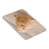 Kutest Baby Animals | British Longhair Kitten Magneet (Rechterzijde)
