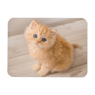 Kutest Baby Animals   British Longhair Kitten Magneet