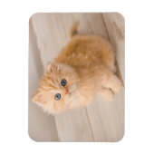Kutest Baby Animals | British Longhair Kitten Magneet (Verticaal)