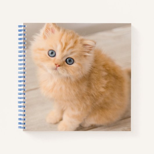 Kutest Baby Animals | British Longhair Kitten Notitieboek (Voorkant)