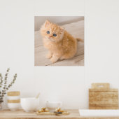 Kutest Baby Animals | British Longhair Kitten Poster (Keuken)