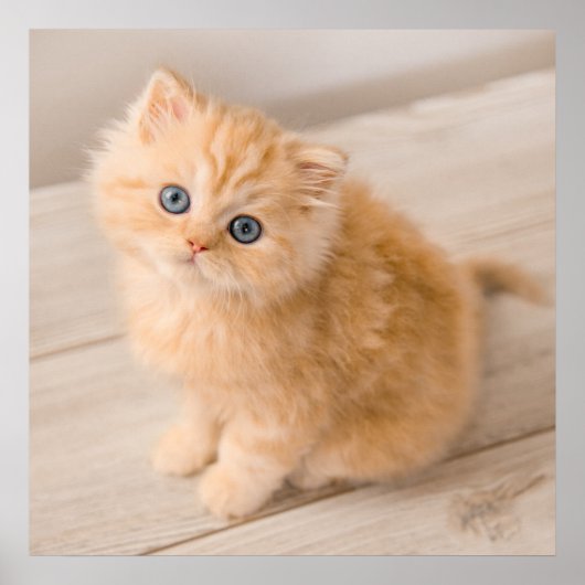 Kutest Baby Animals | British Longhair Kitten Poster (Voorkant)