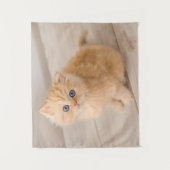 Kutest Baby Animals | British Longhair Kitten Wandkleed (Voorkant)