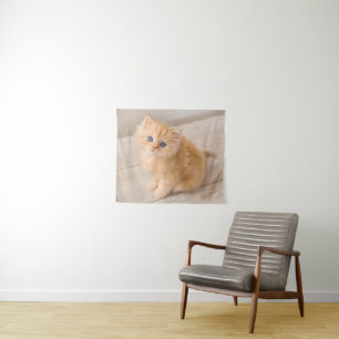 Kutest Baby Animals   British Longhair Kitten Wandkleed