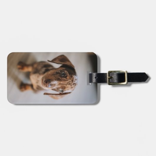 Kutest Baby Animals | Bruin Dachshund Puppy Bagagelabel (Voorkant horizontaal)