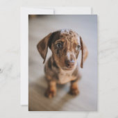 Kutest Baby Animals | Bruin Dachshund Puppy Bedankkaart (Voorkant)