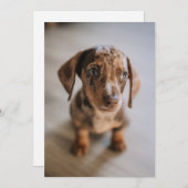 Kutest Baby Animals | Bruin Dachshund Puppy Bedankkaart (Voorkant / Achterkant)