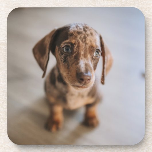 Kutest Baby Animals | Bruin Dachshund Puppy Bier Onderzetter (Voorkant)