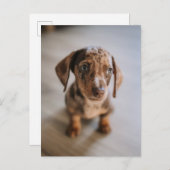 Kutest Baby Animals | Bruin Dachshund Puppy Briefkaart (Voorkant / Achterkant)