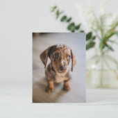 Kutest Baby Animals | Bruin Dachshund Puppy Briefkaart (Staand voorkant)