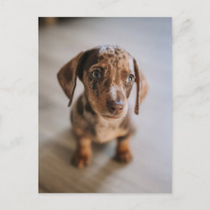 Kutest Baby Animals   Bruin Dachshund Puppy Briefkaart