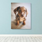 Kutest Baby Animals | Bruin Dachshund Puppy Canvas Afdruk (Insitu (Houten vloer))