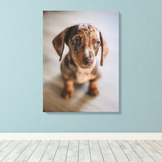 Kutest Baby Animals | Bruin Dachshund Puppy Canvas Afdruk (Insitu (Houten vloer))