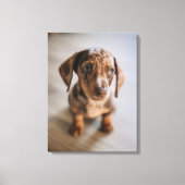 Kutest Baby Animals | Bruin Dachshund Puppy Canvas Afdruk (Voorkant)