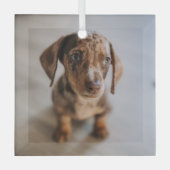 Kutest Baby Animals | Bruin Dachshund Puppy Glas Ornament (Voorkant)