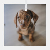 Kutest Baby Animals | Bruin Dachshund Puppy Glas Ornament (Achterkant)