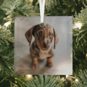 Kutest Baby Animals   Bruin Dachshund Puppy Glas Ornament