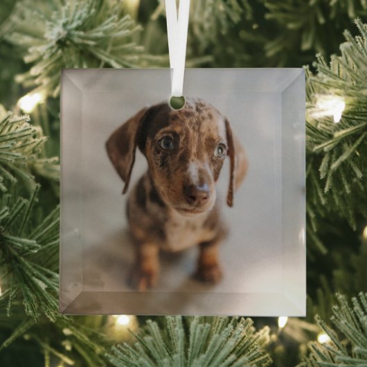 Kutest Baby Animals | Bruin Dachshund Puppy Glas Ornament (Insitu)