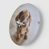 Kutest Baby Animals | Bruin Dachshund Puppy Grote Klok (Hoek)