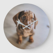 Kutest Baby Animals | Bruin Dachshund Puppy Grote Klok (Voorkant)