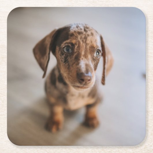 Kutest Baby Animals | Bruin Dachshund Puppy Kartonnen Onderzetters (Voorkant)