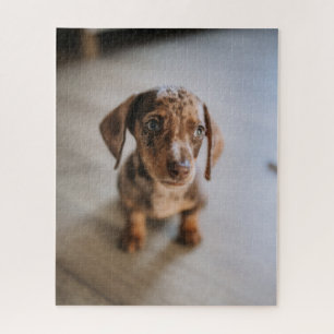Kutest Baby Animals   Bruin Dachshund Puppy Legpuzzel