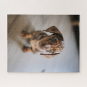 Kutest Baby Animals | Bruin Dachshund Puppy Legpuzzel (Horizontaal)