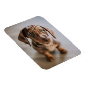 Kutest Baby Animals | Bruin Dachshund Puppy Magneet (Rechterzijde)