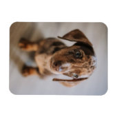 Kutest Baby Animals | Bruin Dachshund Puppy Magneet (Horizontaal)