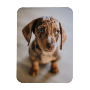 Kutest Baby Animals   Bruin Dachshund Puppy Magneet