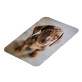 Kutest Baby Animals | Bruin Dachshund Puppy Magneet (Linkerzijde)
