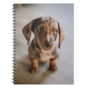 Kutest Baby Animals   Bruin Dachshund Puppy Notitieboek