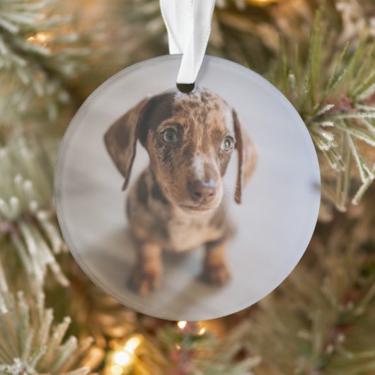 Kutest Baby Animals | Bruin Dachshund Puppy Ornament (Boom)