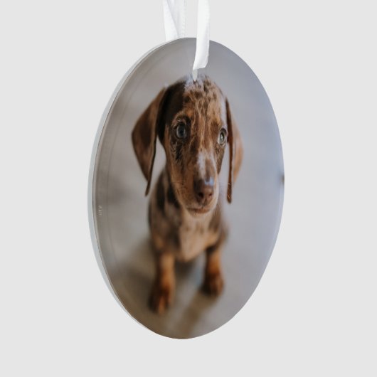 Kutest Baby Animals | Bruin Dachshund Puppy Ornament (voorkant)