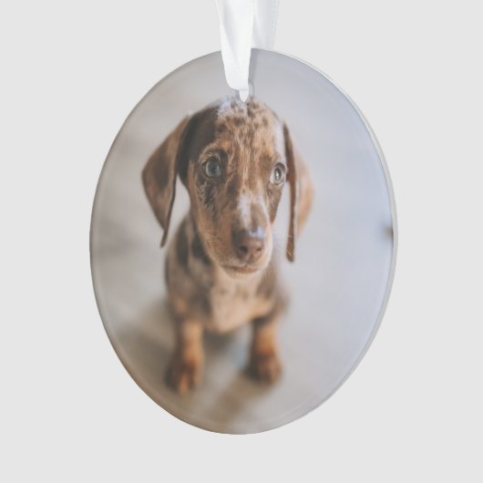 Kutest Baby Animals | Bruin Dachshund Puppy Ornament (voorkant)