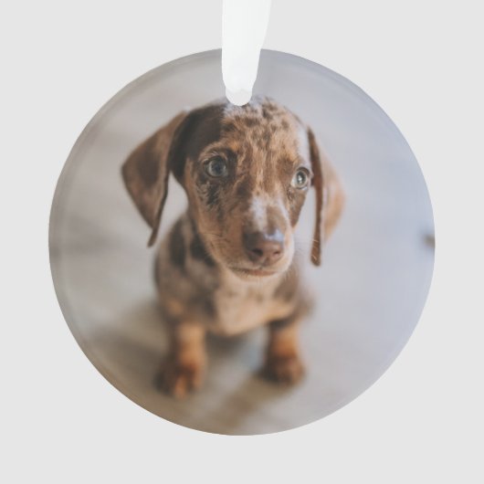Kutest Baby Animals | Bruin Dachshund Puppy Ornament (voorkant)