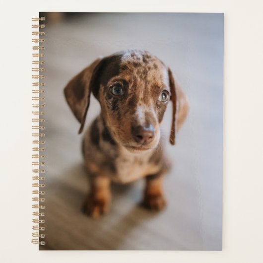 Kutest Baby Animals | Bruin Dachshund Puppy Planner (Voorkant)