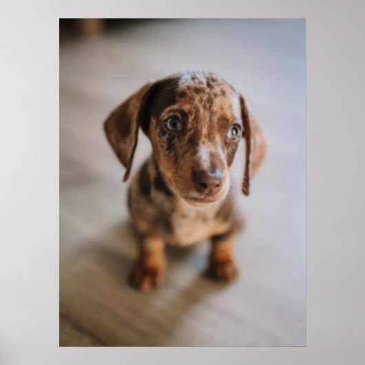 Kutest Baby Animals | Bruin Dachshund Puppy Poster (Voorkant)
