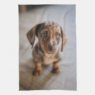 Kutest Baby Animals Bruin Dachshund Puppy Theedoek