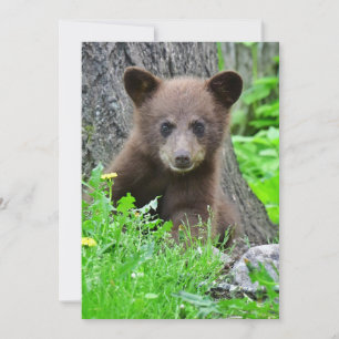 Kutest Baby Animals Bruine Beer Cub Bedankkaart