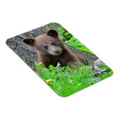 Kutest Baby Animals | Bruine Beer Cub Magneet (Rechterzijde)